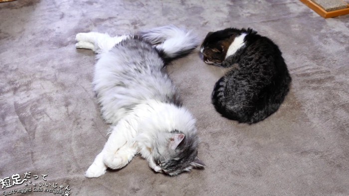 寝ている長毛猫と黒系の猫