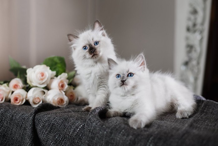 花と綺麗な瞳の二匹のバーマンの子猫