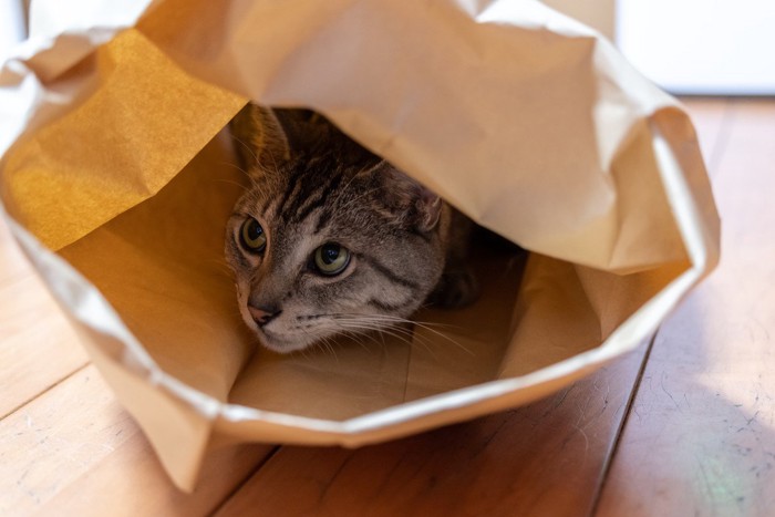 袋の中に入るサバトラ猫