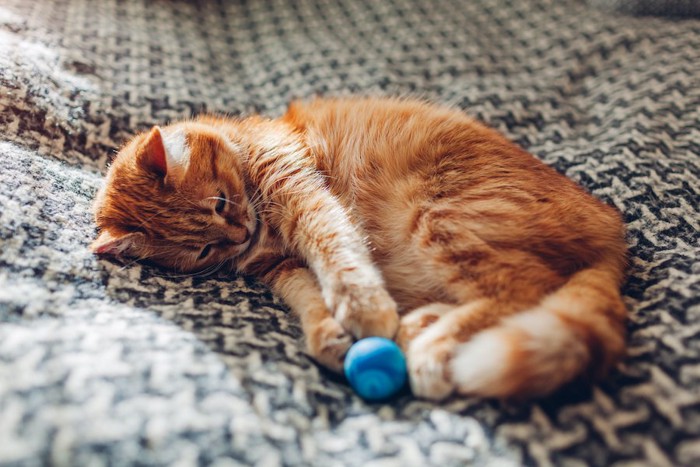 寝転がりながらボールに手を伸ばす猫