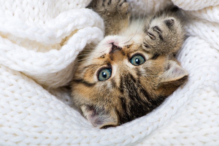 毛糸セーターの中にいる子猫