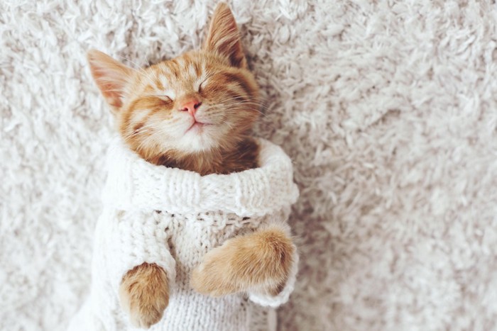 洋服を着て寝る猫