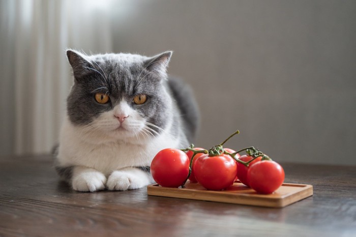 猫とトマト