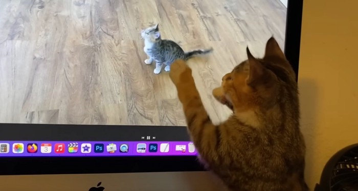 コンピューターの画面に戯れる猫