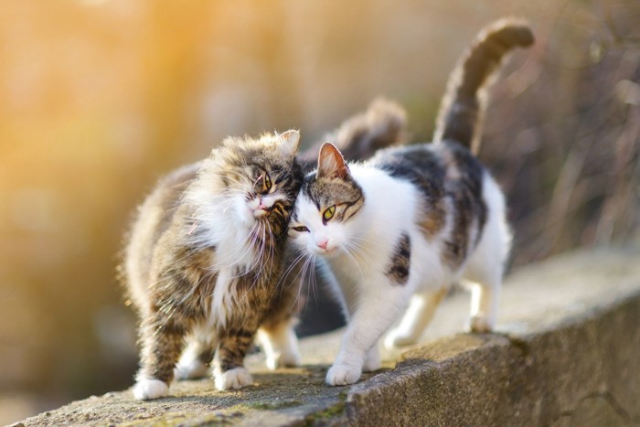 塀の上でごっつんこ挨拶する猫2匹