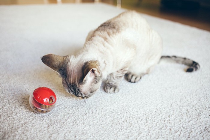 おもちゃから出るオヤツを食べている猫