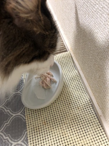 餌を食べる猫