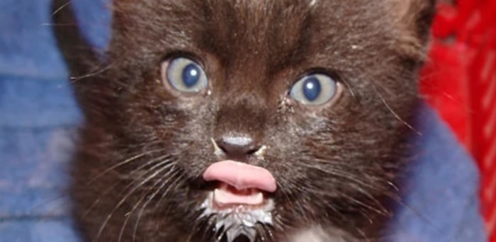 口の周りにミルクをつけた黒い子猫