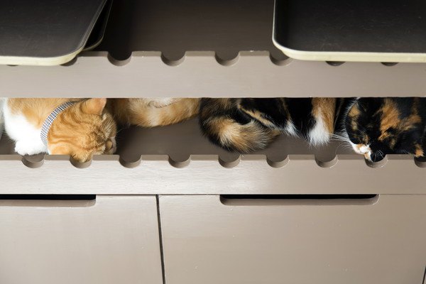 棚の中で眠る猫