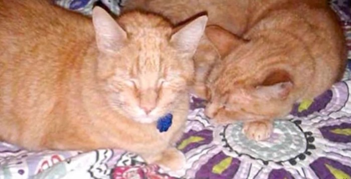 花柄毛布の上に2匹のチャトラ猫