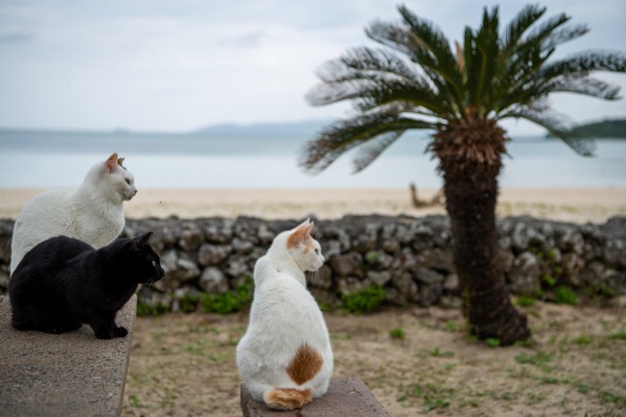 海辺のソテツと3匹の猫