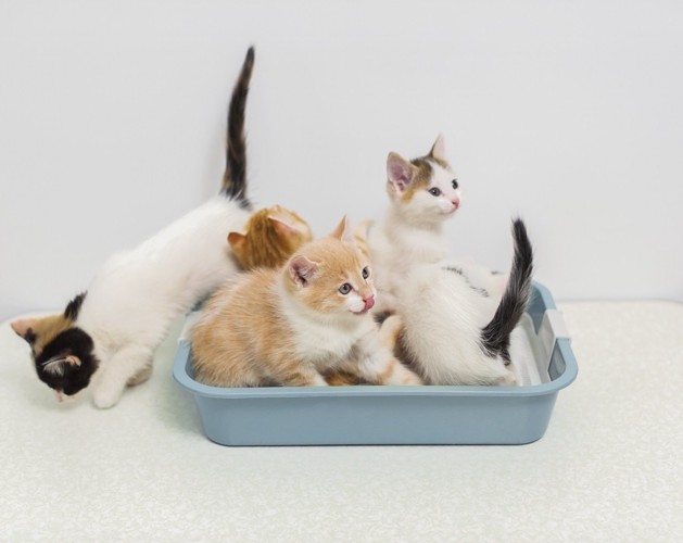 猫トイレにいるたくさんの子猫