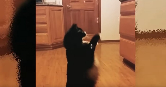 シャボン玉で遊ぶ猫