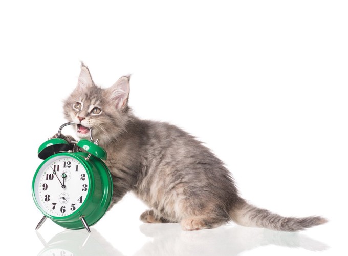 猫と時計