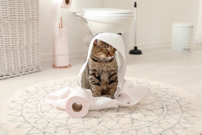 トイレットペーパーにまみれる猫