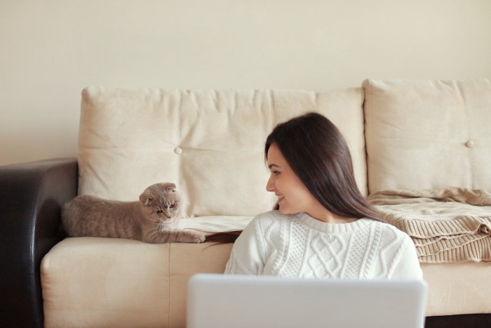 パソコンの前の女性とソファーの上の猫
