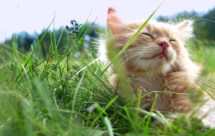 草原で気持ちが良さそうな子猫
