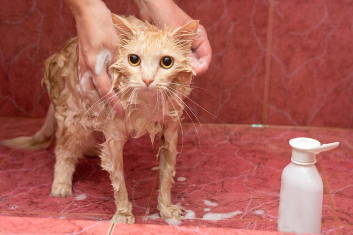シャンプーのボトルと体を洗われている猫