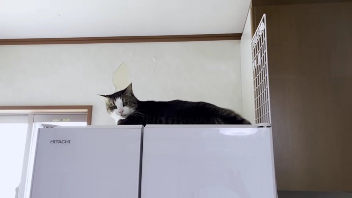 冷蔵庫の上の猫