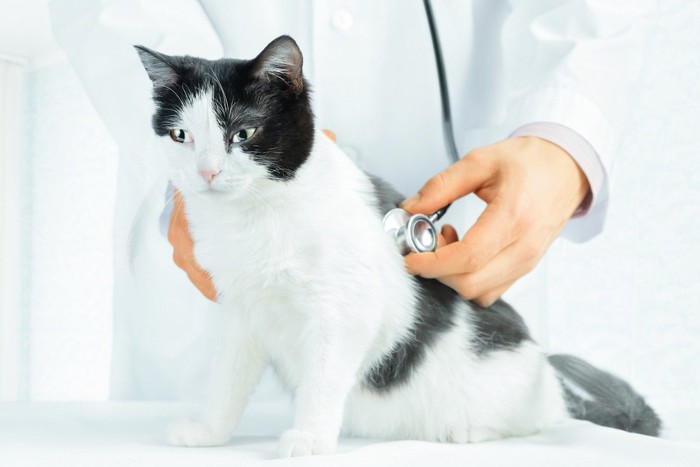 獣医に聴診器を当てられる白黒の猫