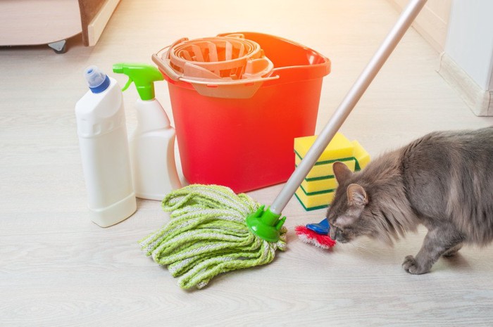 掃除用具と猫