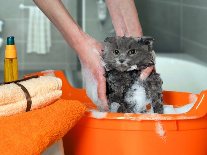 石鹸まみれの猫