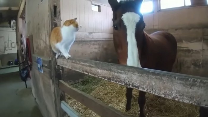 馬房の奥を見る猫