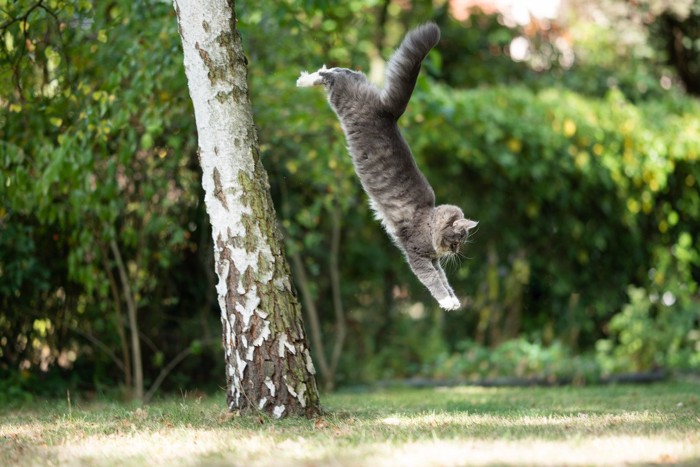 木から飛び降りようとする猫