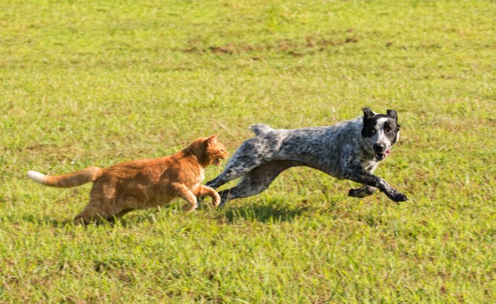 芝生で犬と一緒に走る猫