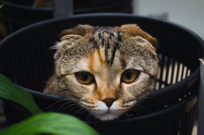 ゴミ箱の中から顔を出す猫