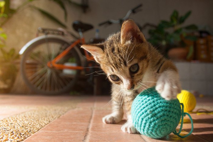 おもちゃで遊ぶ猫
