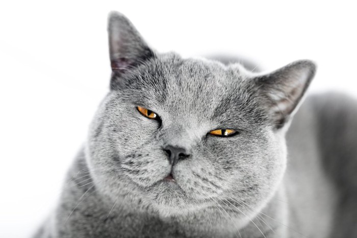 不機嫌そうな顔をしたグレーの猫