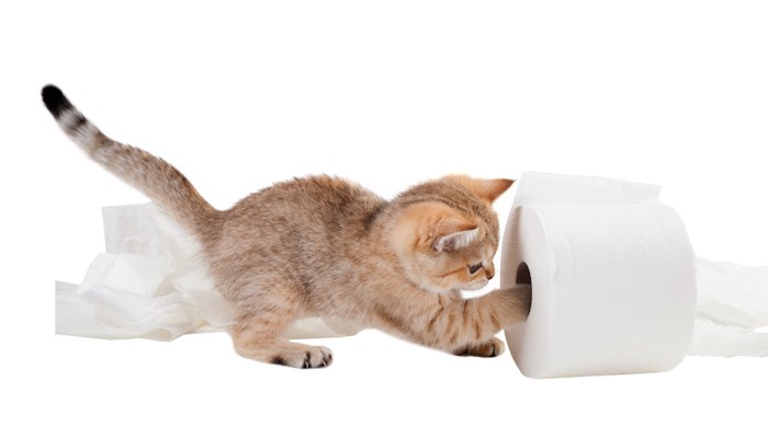 トイレットペーパーで遊ぶ子猫