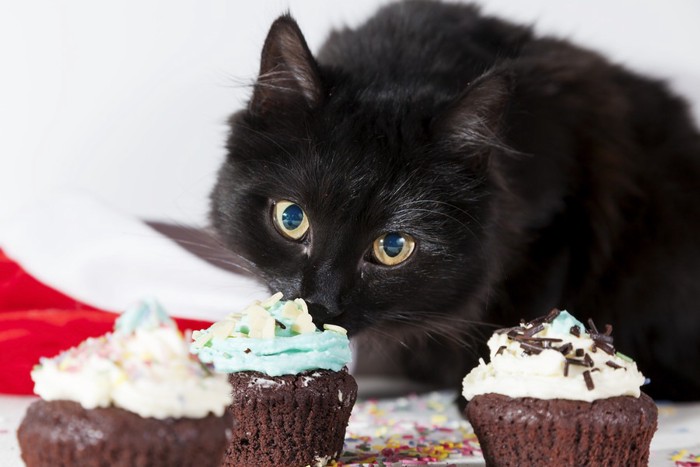 カップケーキの臭いを嗅ぐ猫