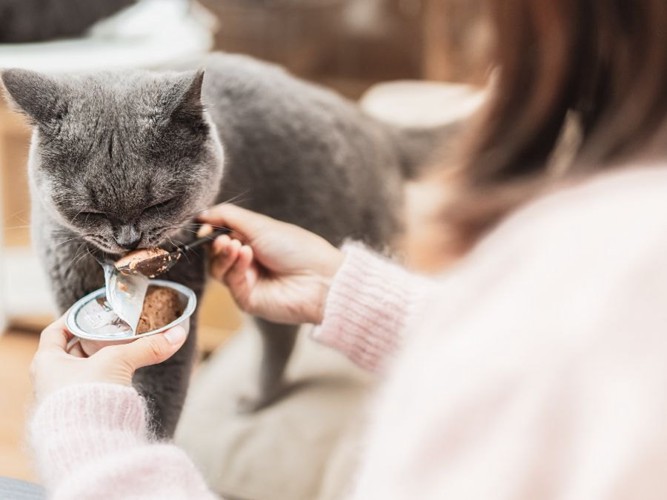 ご飯を食べさせてもらう灰色猫