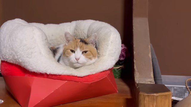 猫ベッドに収まった猫
