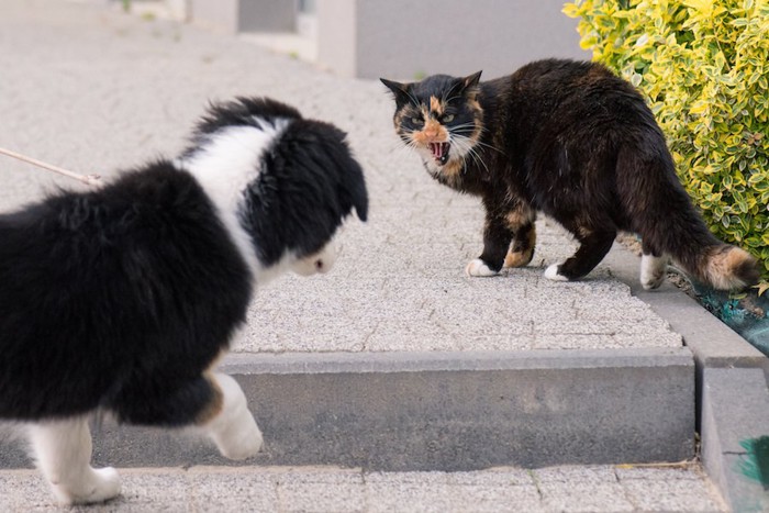 散歩中の犬に威嚇する猫