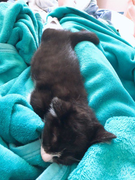 毛布の上で足を伸ばして寝る猫