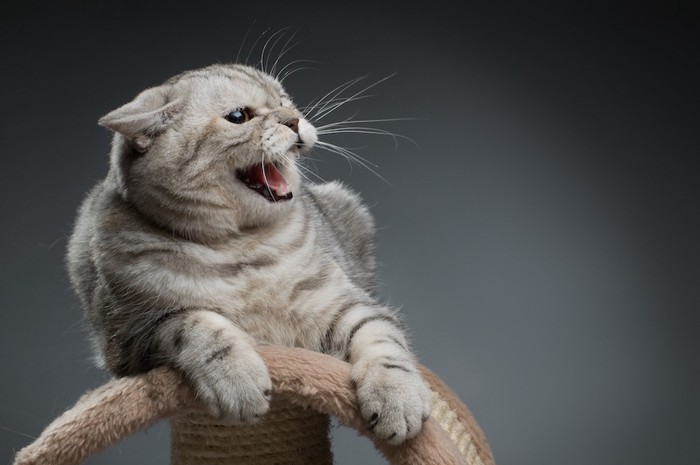 キャットタワーの上で鳴く猫