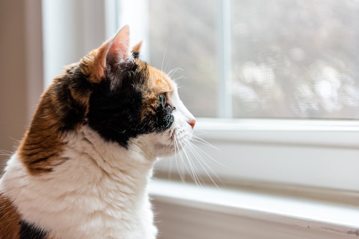 窓の外を見るミケ猫の横顔