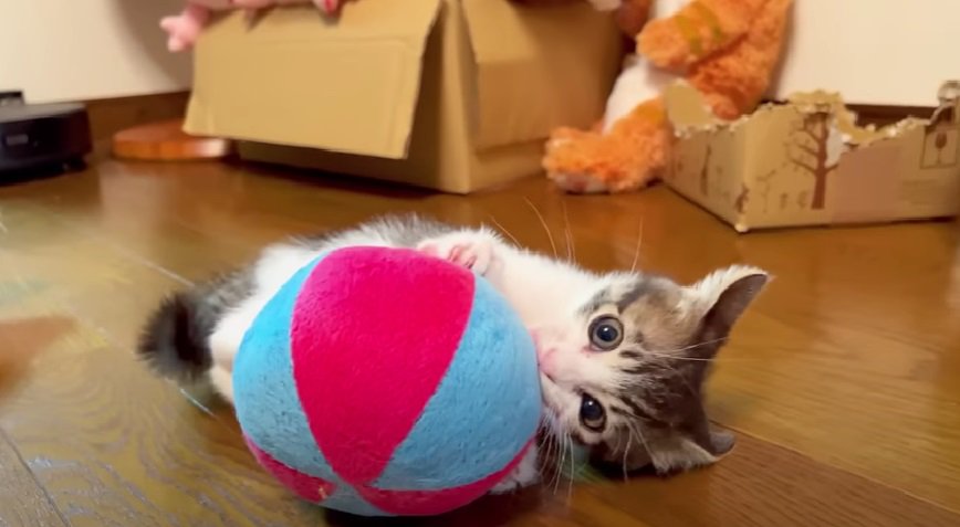 ボール遊びをする子猫