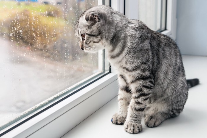 窓際に座って外を眺める猫