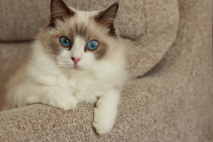 青い目のラグドール猫