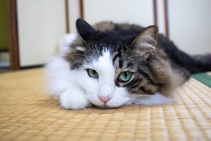 畳の上でちょっと悪い顔をしている猫