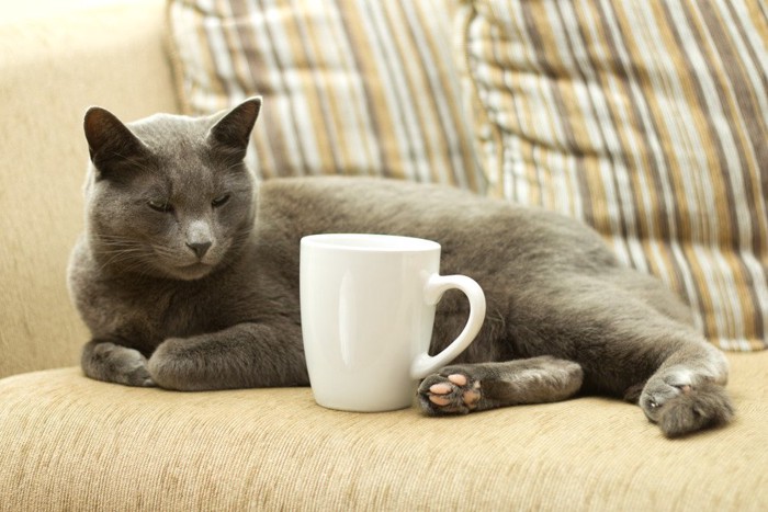ソファの上のカップと猫