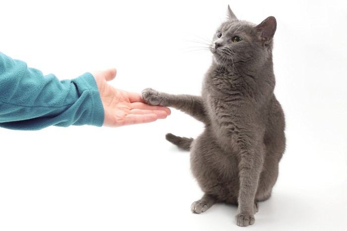 そっと人間の手に触れる猫