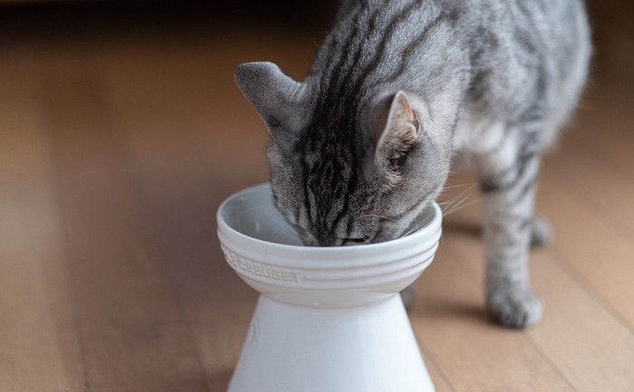 陶器のお皿で食べる猫