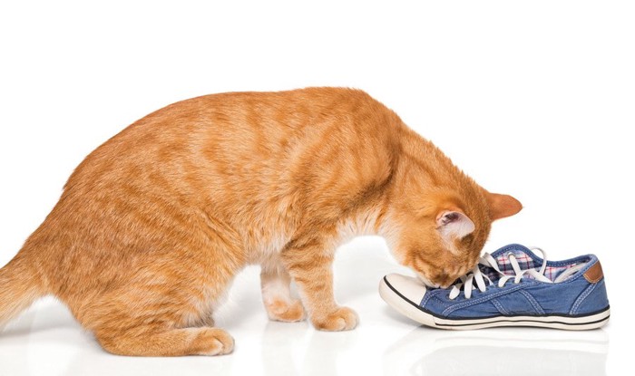 靴を嗅ぐ猫