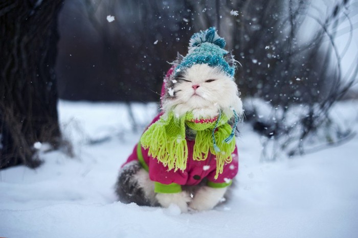 毛糸の服と帽子をかぶって雪の中で佇む猫