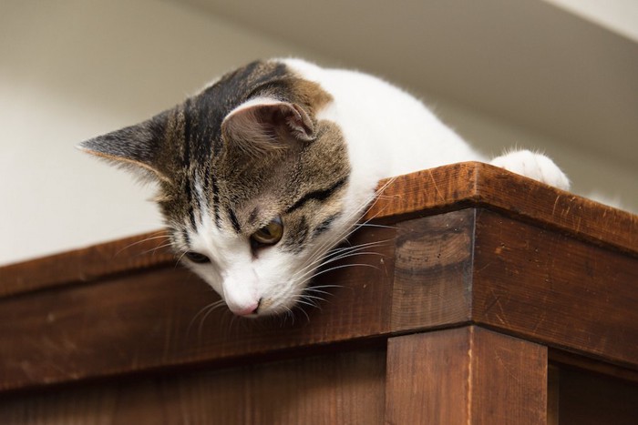 戸棚の上に乗って下を見る猫